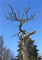 Bokhultet 19.jpg